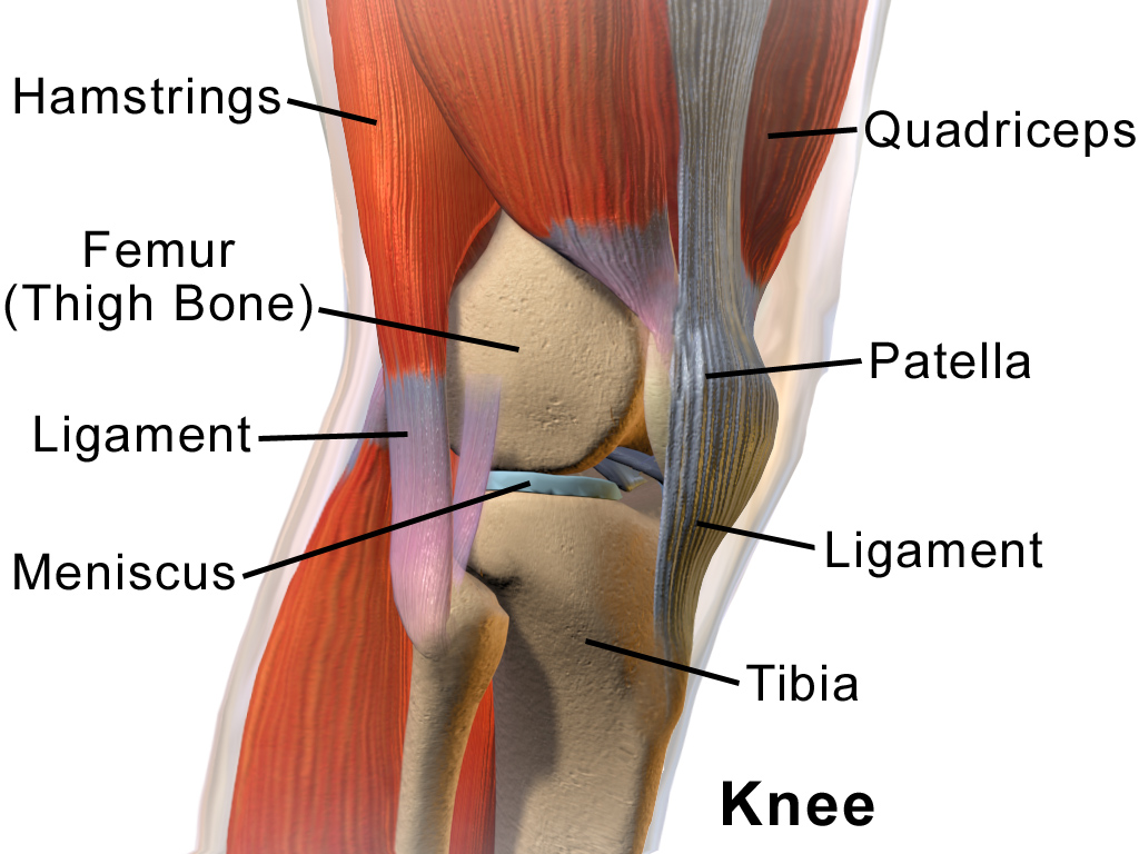 Anatomia do joelho